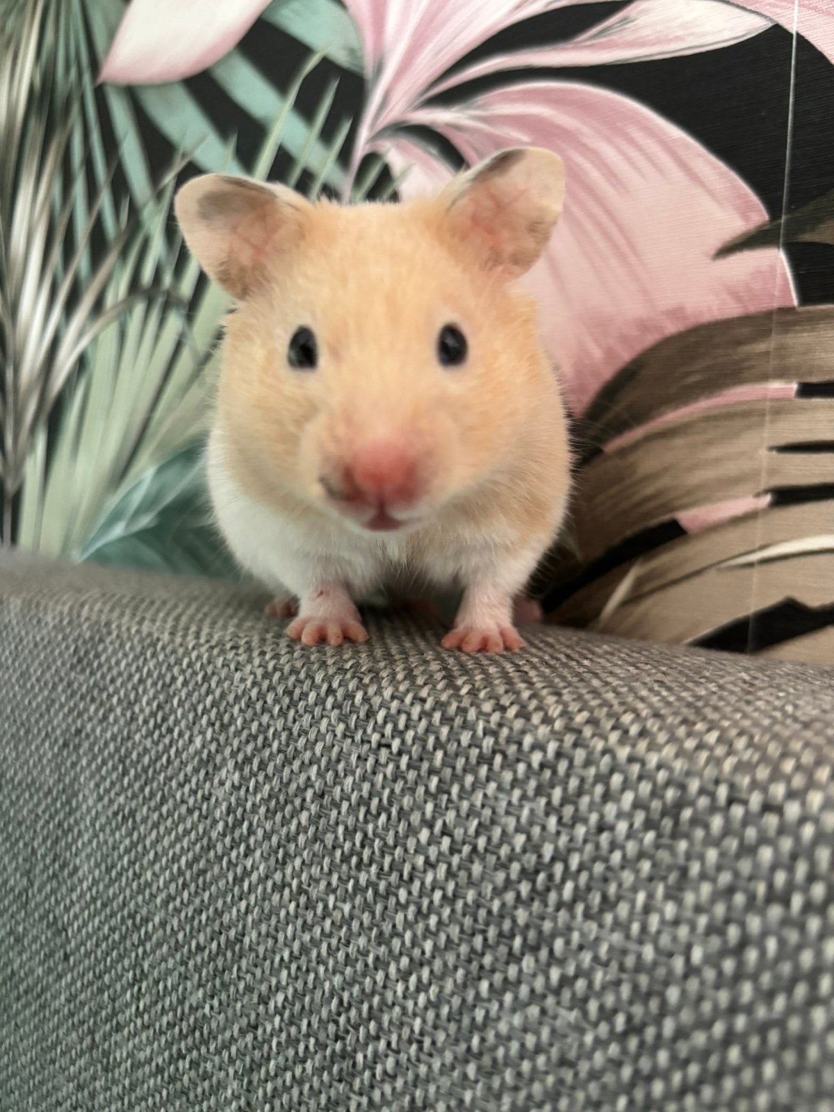 Hamster, Dieren en Toebehoren, Knaagdieren, Hamster, Vrouwelijk, Mei, Tam