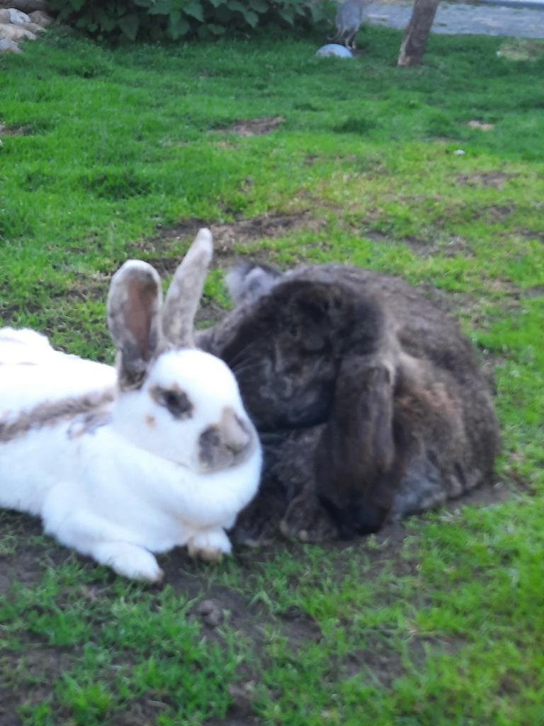 Mooi koppel Franse Hangoor, Rijnlander, Dieren en Toebehoren, Konijnen, Meerdere dieren, Groot, Hangoor, 0 tot 2 jaar