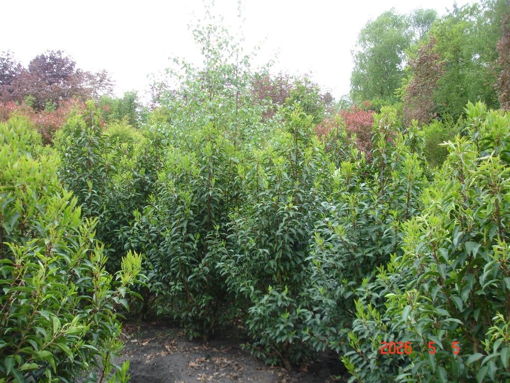grote portuges laurier, Ophalen, Laurier, Struik, 100 tot 250 cm