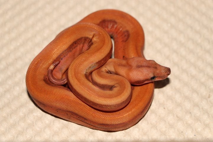 Jonge Boa Constrictor’s, Dieren en Toebehoren, Reptielen en Amfibieën, Slang, 0 tot 2 jaar