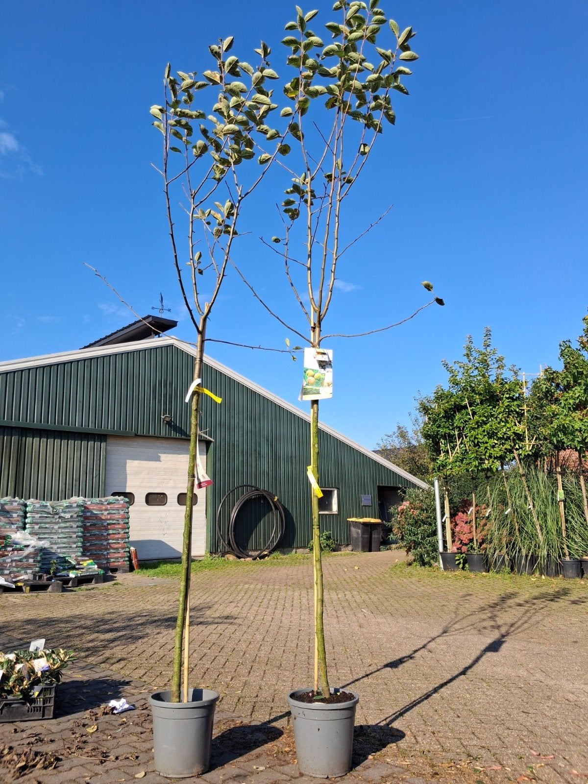 Appelboom 'Schone van Boskoop' - 280cm hoogstam, Lente, In pot, Ophalen of Verzenden, Halfschaduw