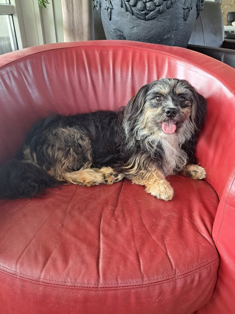 lieve maltipoo pup  ( reutje ), Dieren en Toebehoren, Honden | Chihuahua's en Gezelschapshonden, Parvo, Nederland, 15 weken tot 1 jaar