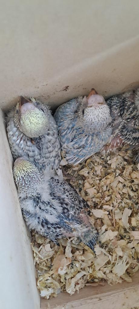 Jonge grasparkietjes  voor tam te maken, Meerdere dieren, Parkiet, Geringd