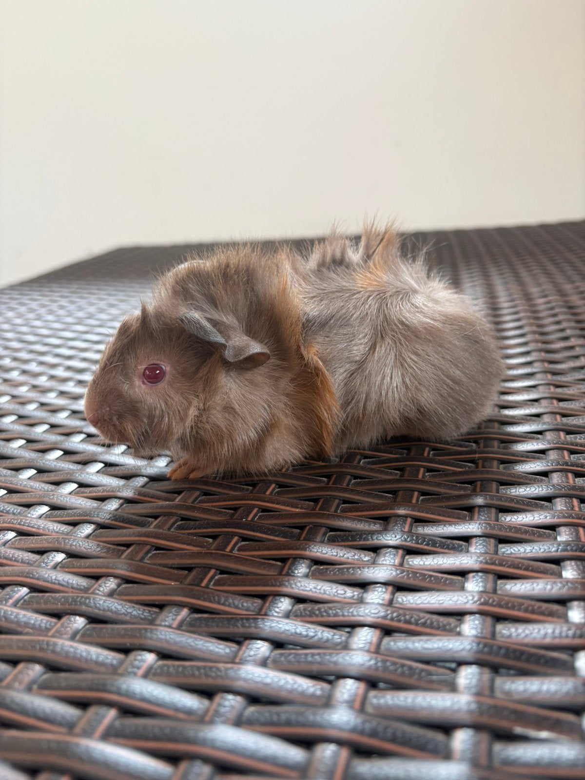 Lieve jonge schimmel cavia borstel en galdhaar te koop, Dieren en Toebehoren, Cavia, Mannelijk, Juli, Tam