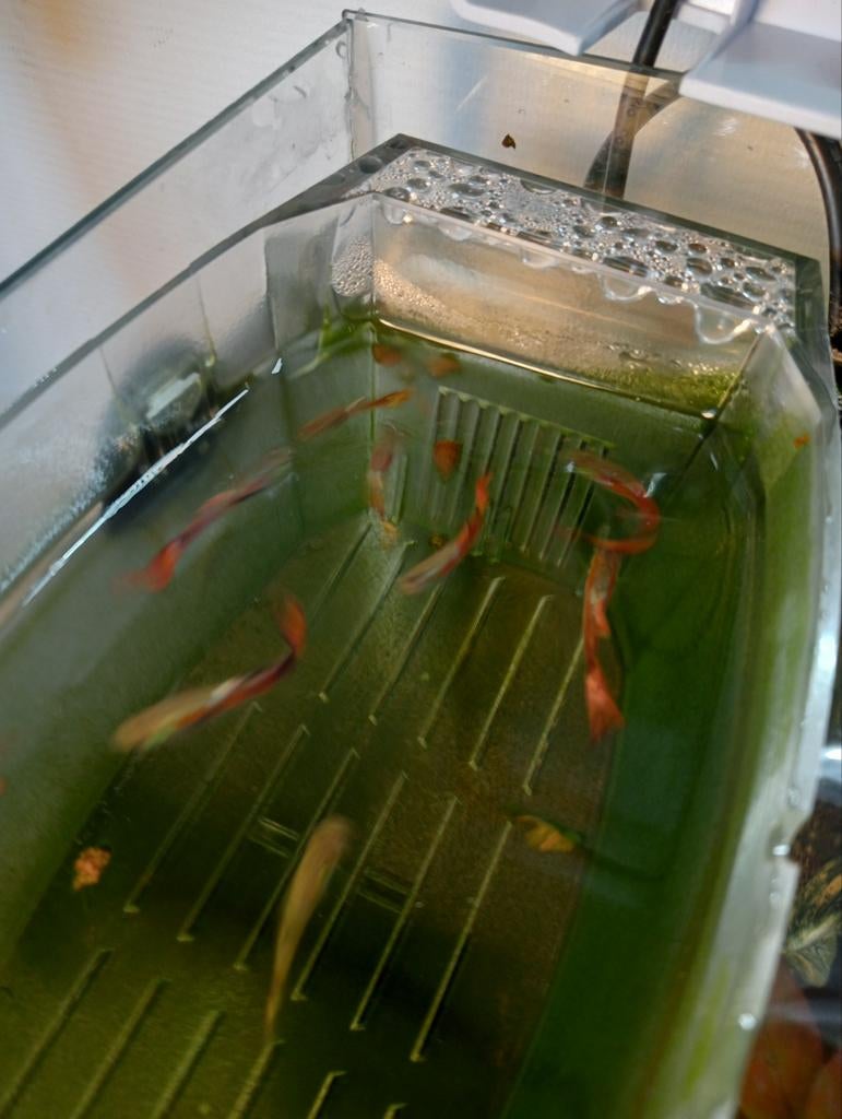 Mannetjes guppy s., Dieren en Toebehoren, Vissen | Aquariumvissen, Vis