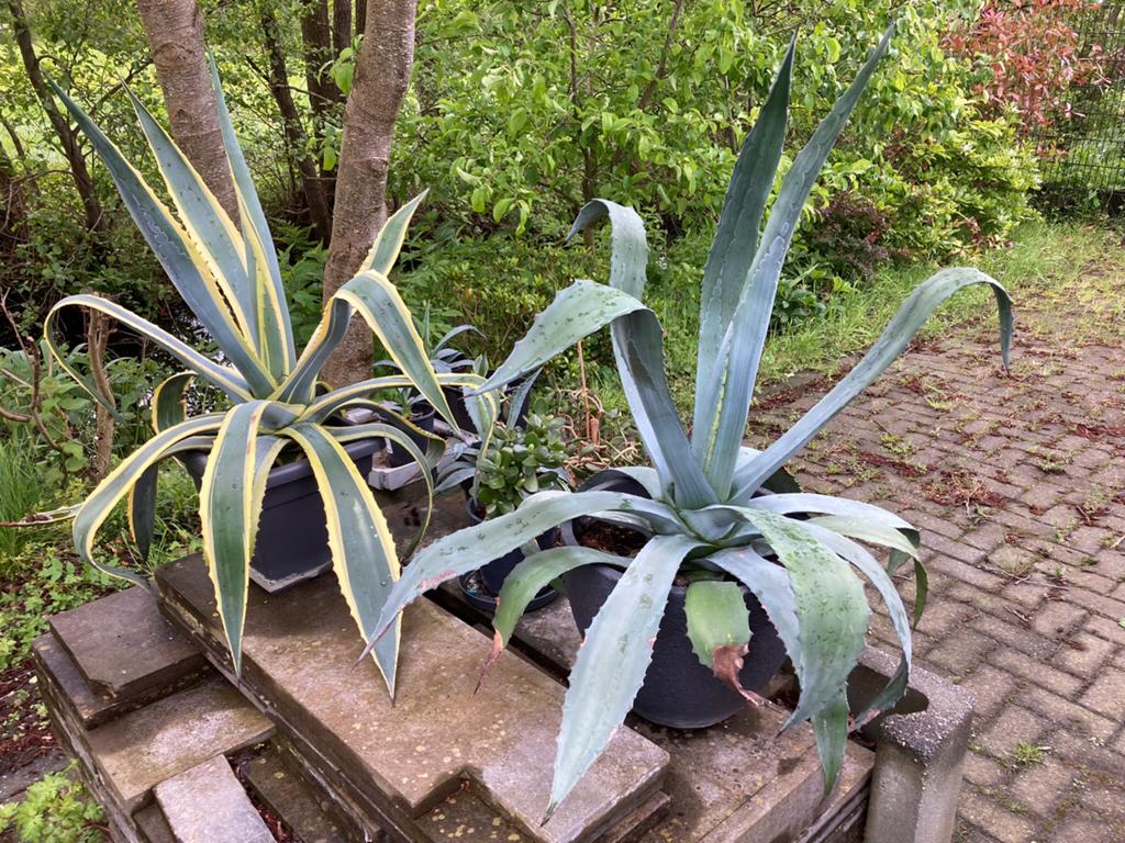 Agave cactussen, Ophalen, Bloeit niet, Overige soorten, Volle zon