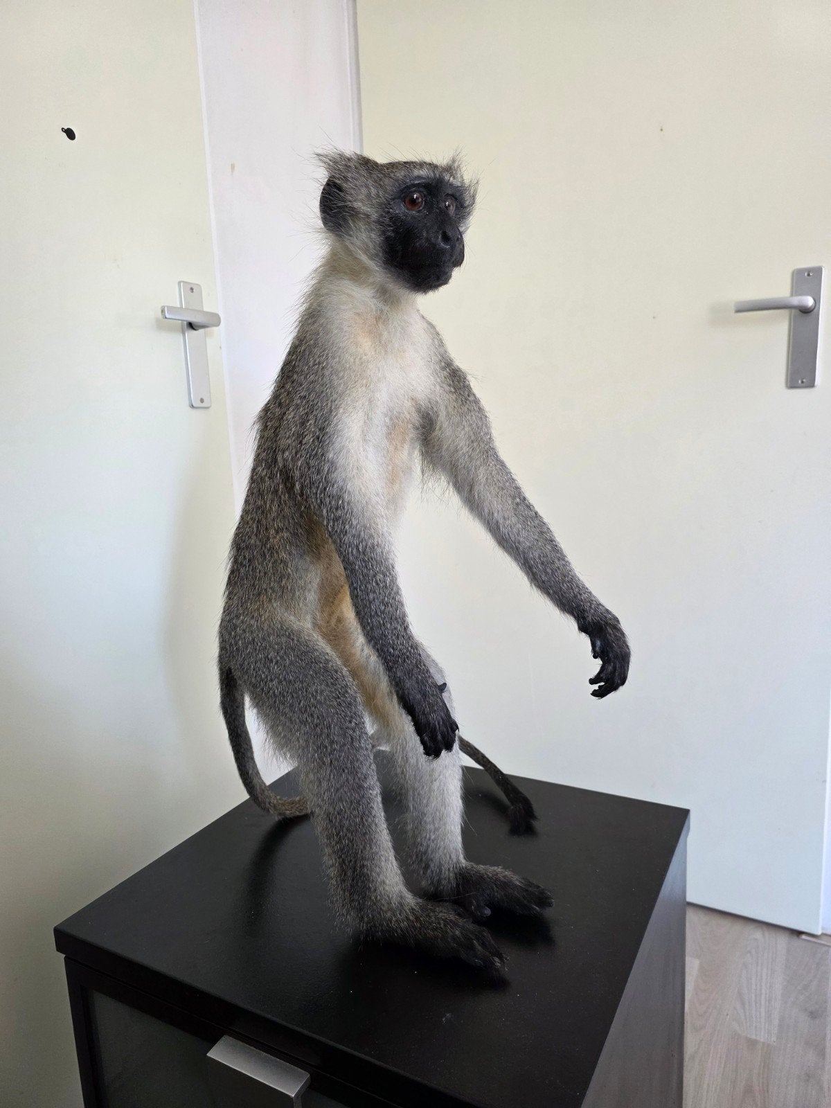 Opgezette vervet aap taxidermie opgezette dieren opgezet aap, Ophalen, Vogel, Opgezet dier