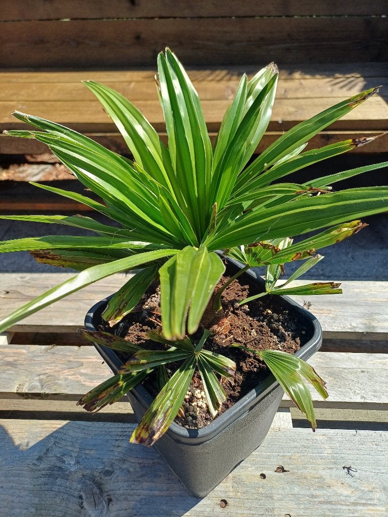 Kleine Palmboom in pot - Ideaal voor terras of tuin, Bloeit niet, Halfschaduw, Minder dan 100 cm, Palmboom