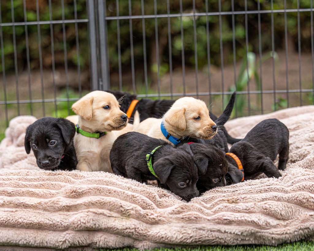 nog 1 Prachtige labrador pup beschikbaar, 8 tot 15 weken, Meerdere, Meerdere dieren, Middel