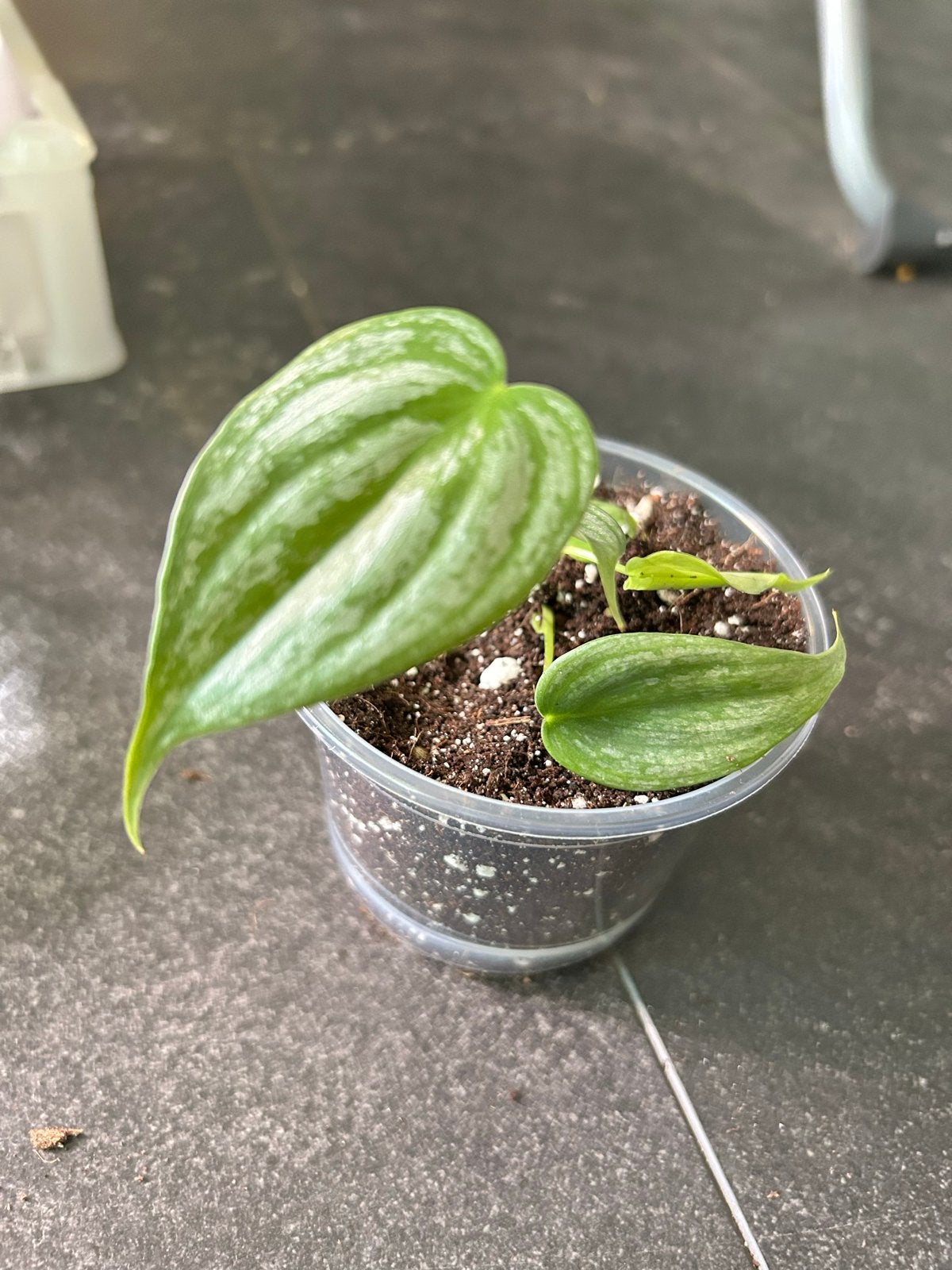 Kleine Philodendron brandtianum - Zeldzame kamerplant, Overige soorten, In pot, Minder dan 100 cm, Groene kamerplant
