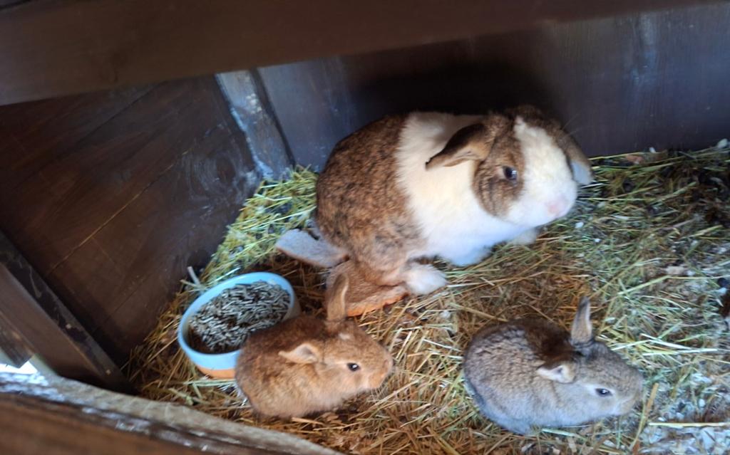 Baby konijntjes, Dieren en Toebehoren, Konijnen, Meerdere dieren, Dwerg