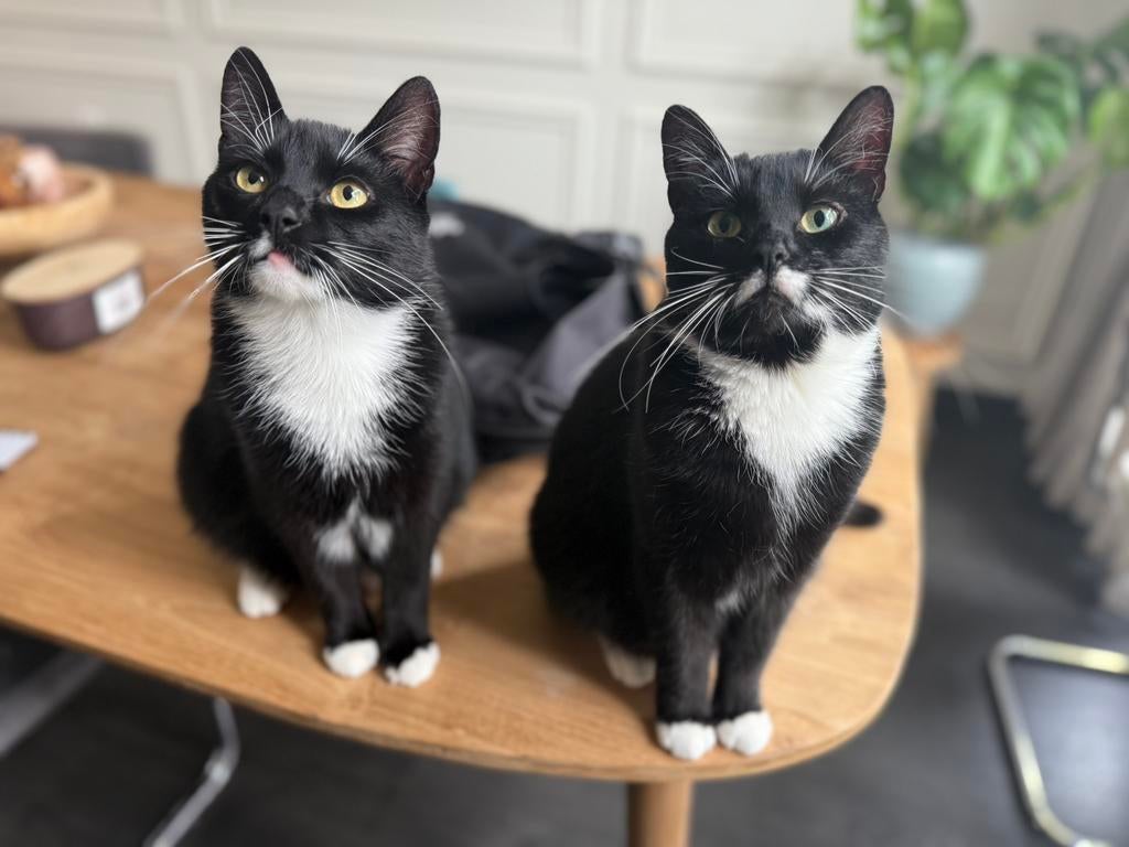 Lieve huiskatten (2 jaar), Meerdere dieren, Gechipt, 0 tot 2 jaar