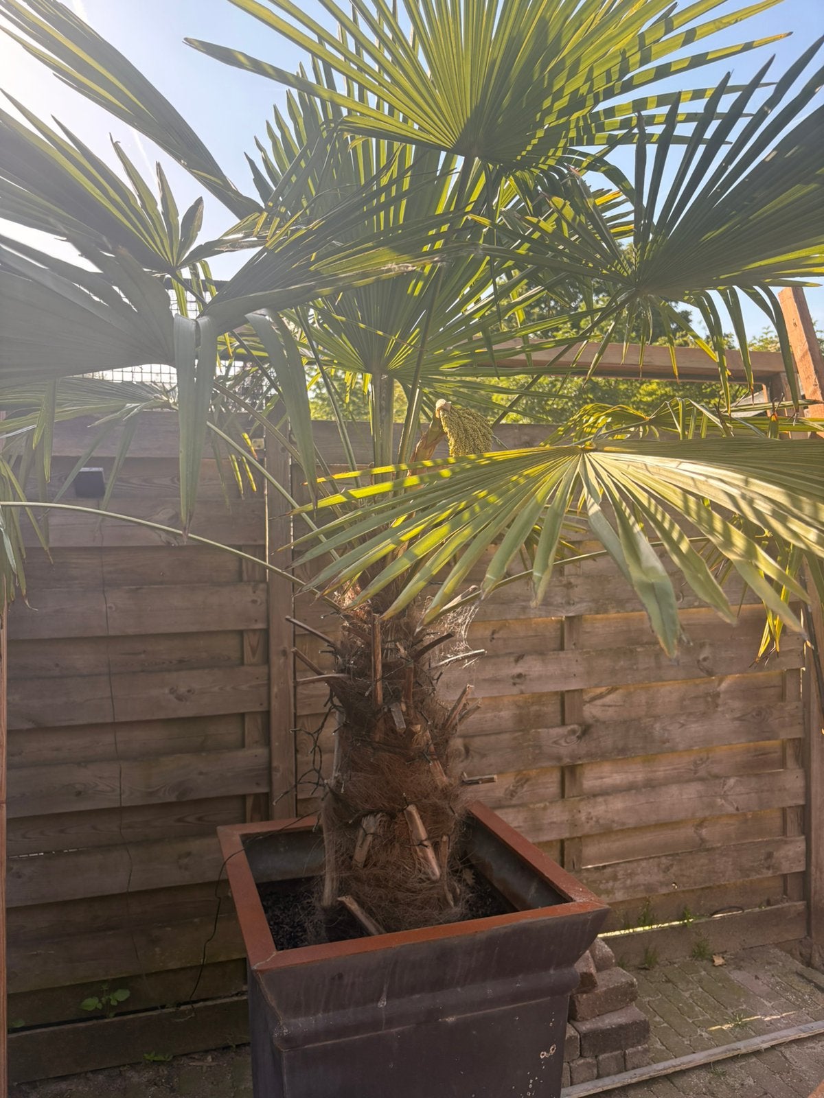 Palmboom met 2 palmbloemen / zaden, Bloeit niet, 100 tot 250 cm, Palmboom, Ophalen