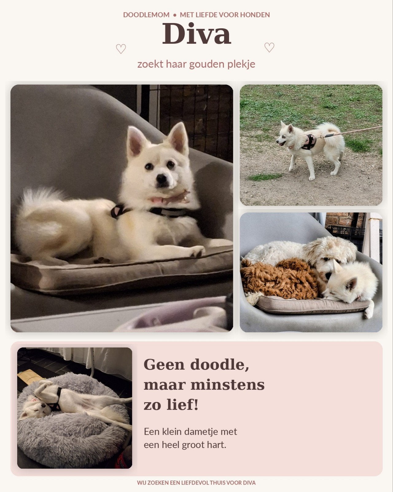 kleine knappe witte pomsky, 15 weken tot 1 jaar, Teef, Eén hond, Klein