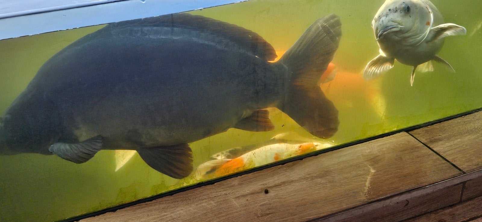 spiegelkarper, Dieren en Toebehoren, Vissen | Vijvervissen, Karper of Koi