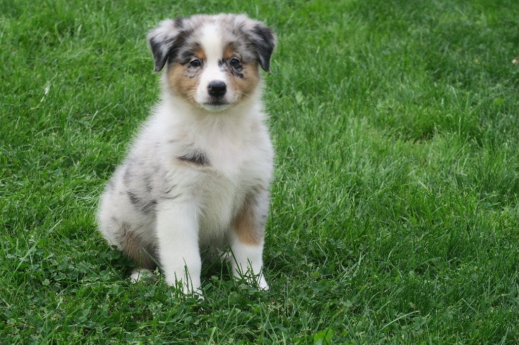Foto 14 van Leuke Australian Shepherd pups