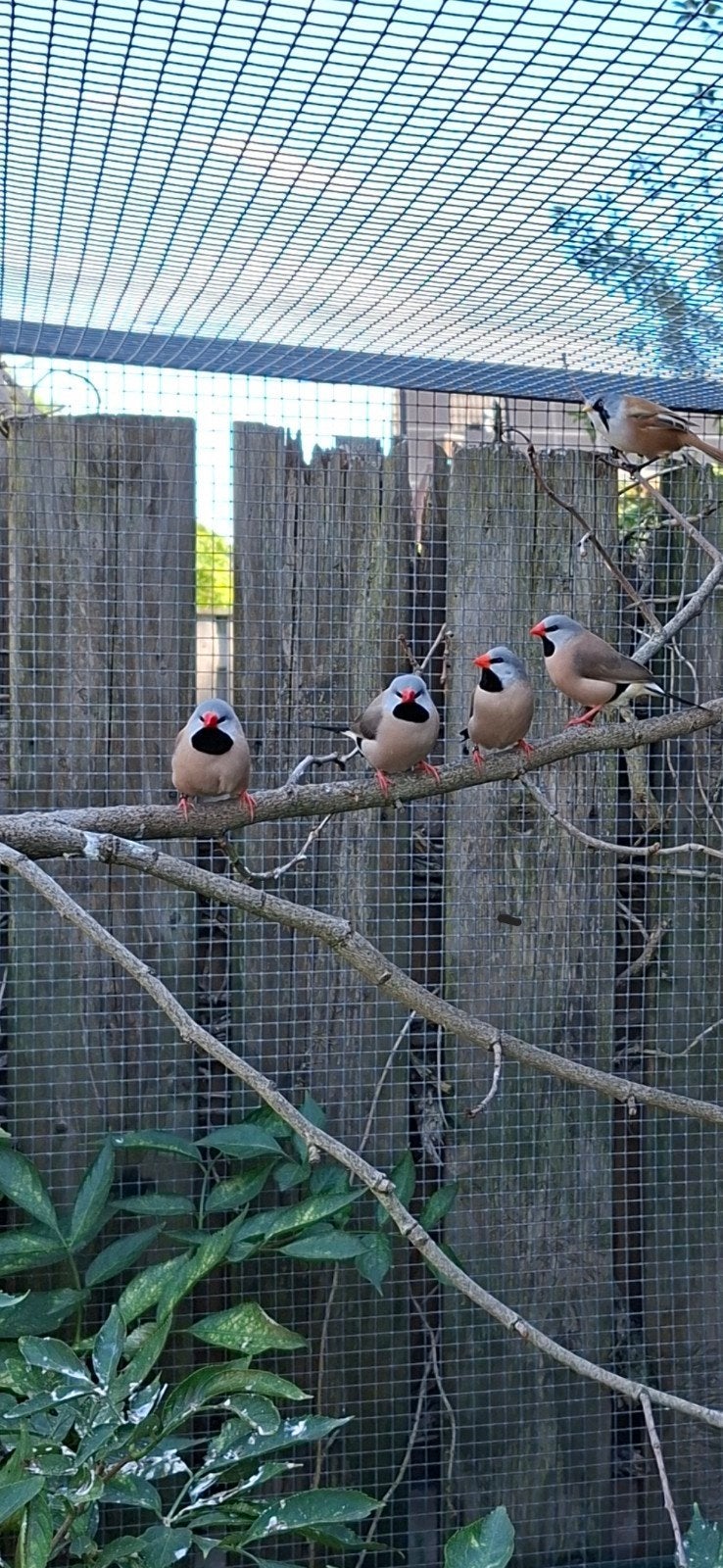 spitsstaartamadines, Dieren en Toebehoren