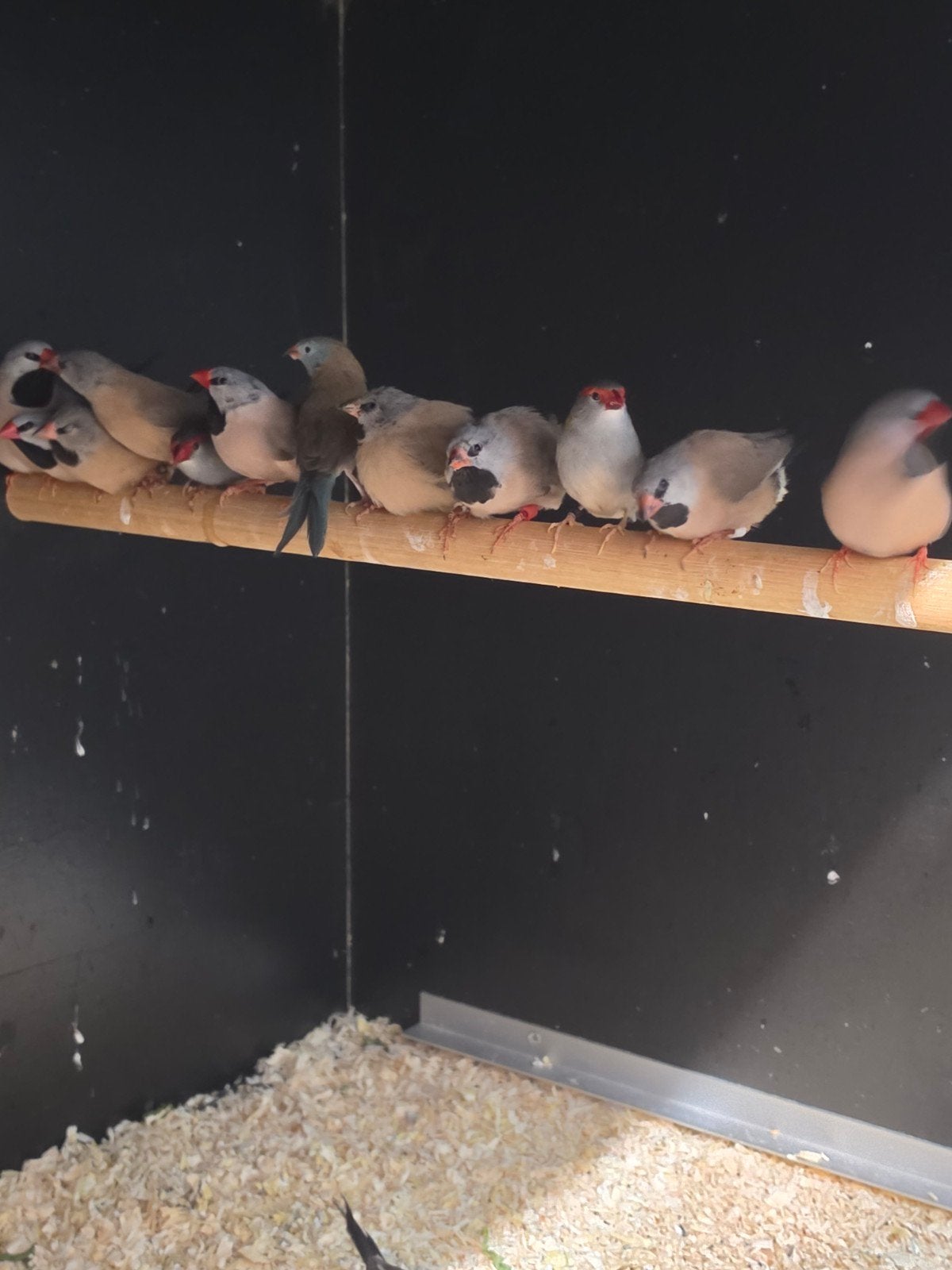 Te koop vele koppels spitstaart amadines zie aanbieding, Dieren en Toebehoren, Vogels | Overige Vogels, Meerdere dieren, Tropenvogel