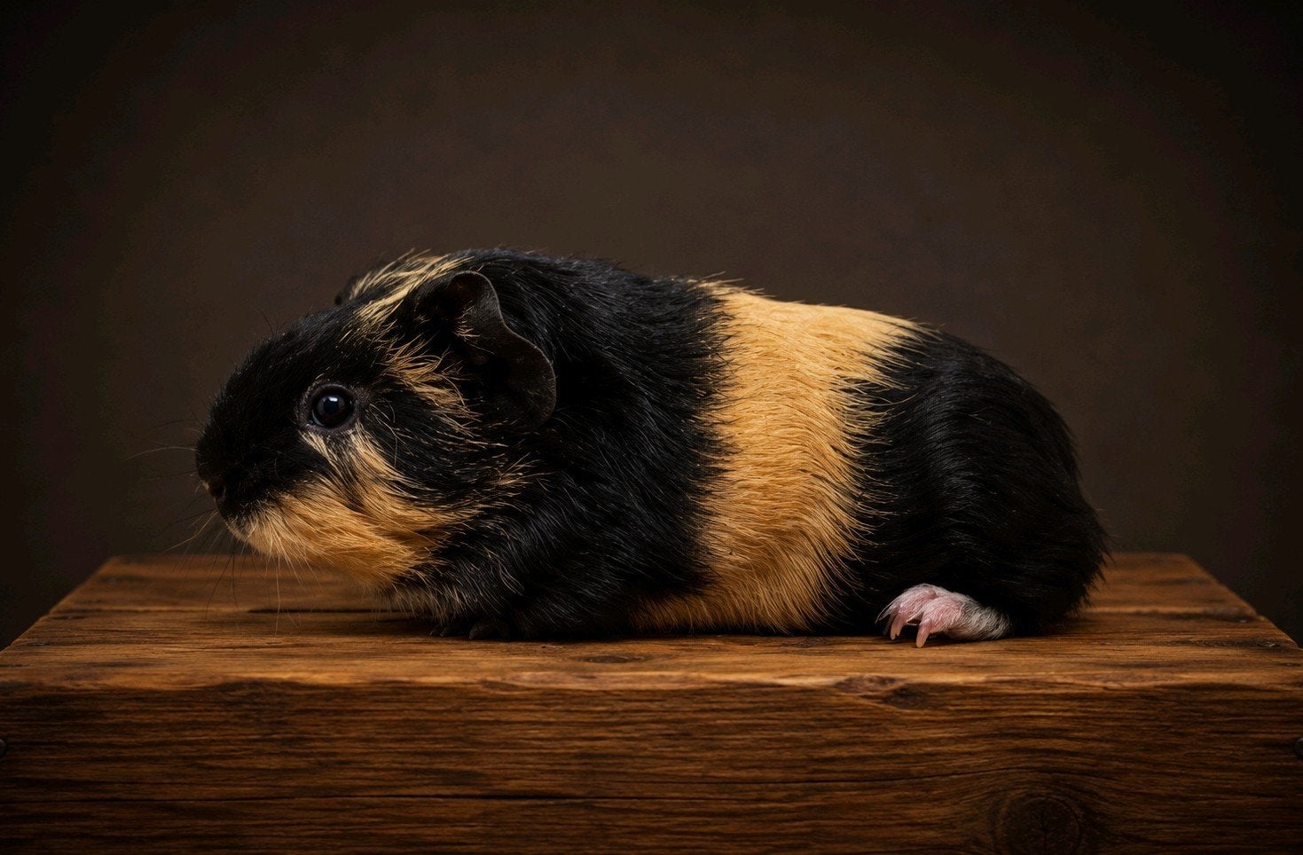 Skinnydrager zeugje, Cavia, Vrouwelijk, Mei, Tam