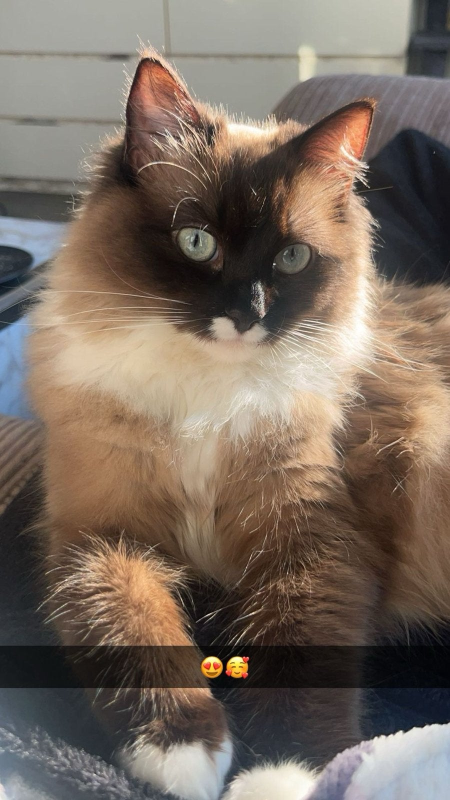 Ragdoll kittens, vanaf oktober beschikbaar, Meerdere dieren, Gechipt, 0 tot 2 jaar