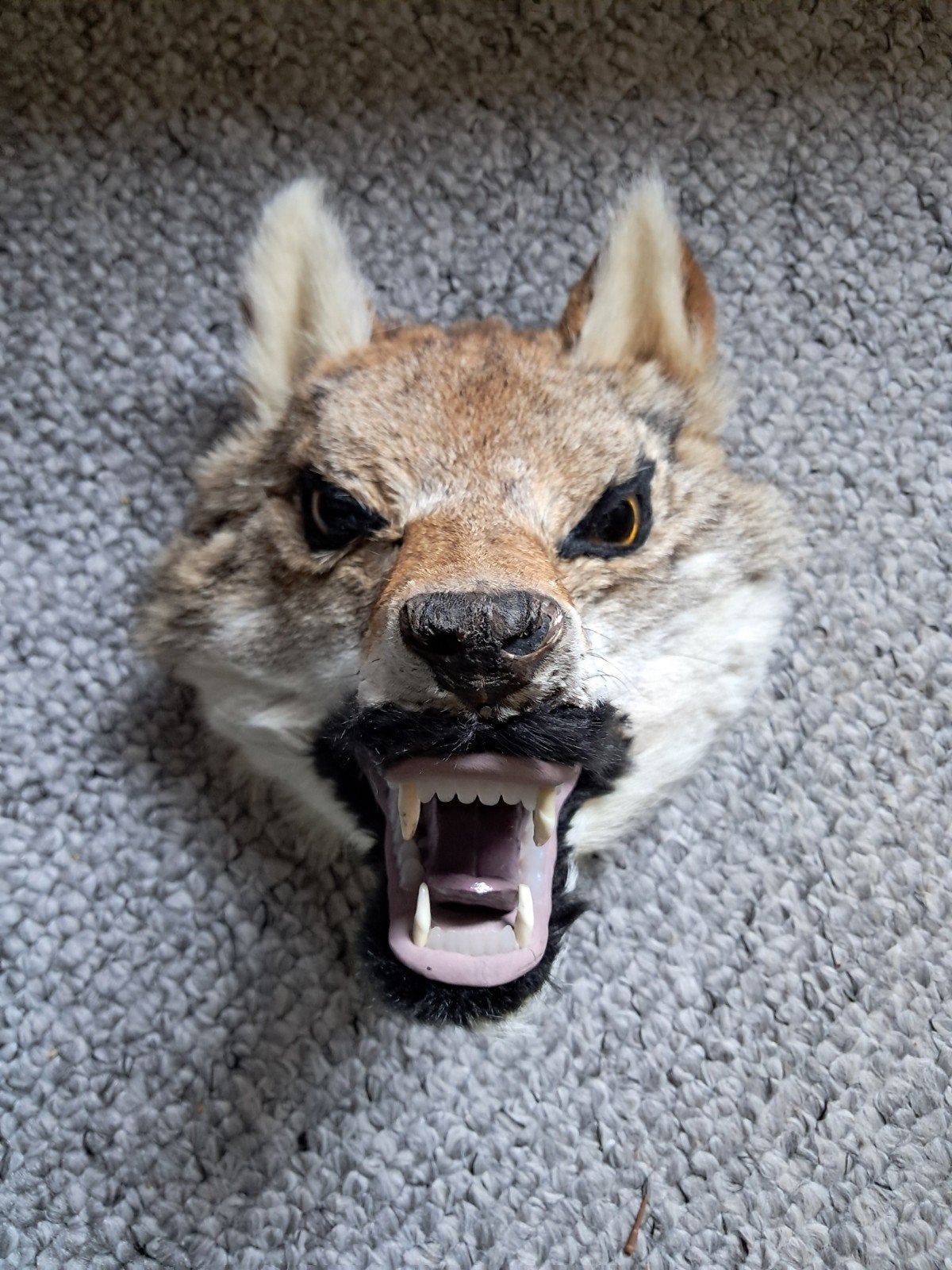 coyote kop muur decoratie, Ophalen of Verzenden, Zo goed als nieuw, Meerkleurig, Natuurlijk materiaal