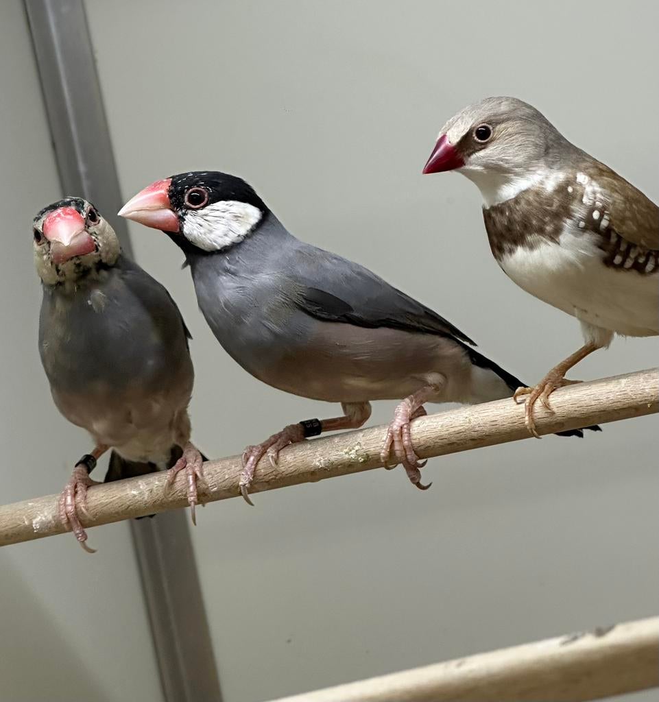 Rijstvogels, Dieren en Toebehoren, Vogels | Overige Vogels, Meerdere dieren, Tropenvogel