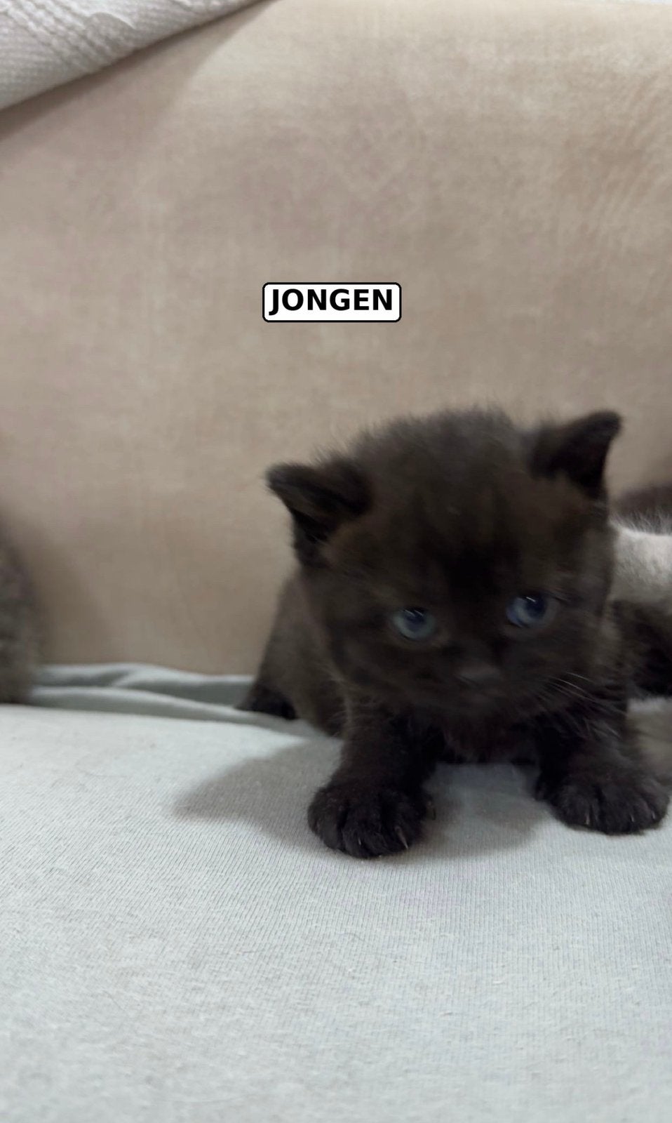 Lieve Britse Korthaar kittens zoeken een liefdevol thuis, Dieren en Toebehoren, Meerdere dieren, Ontwormd