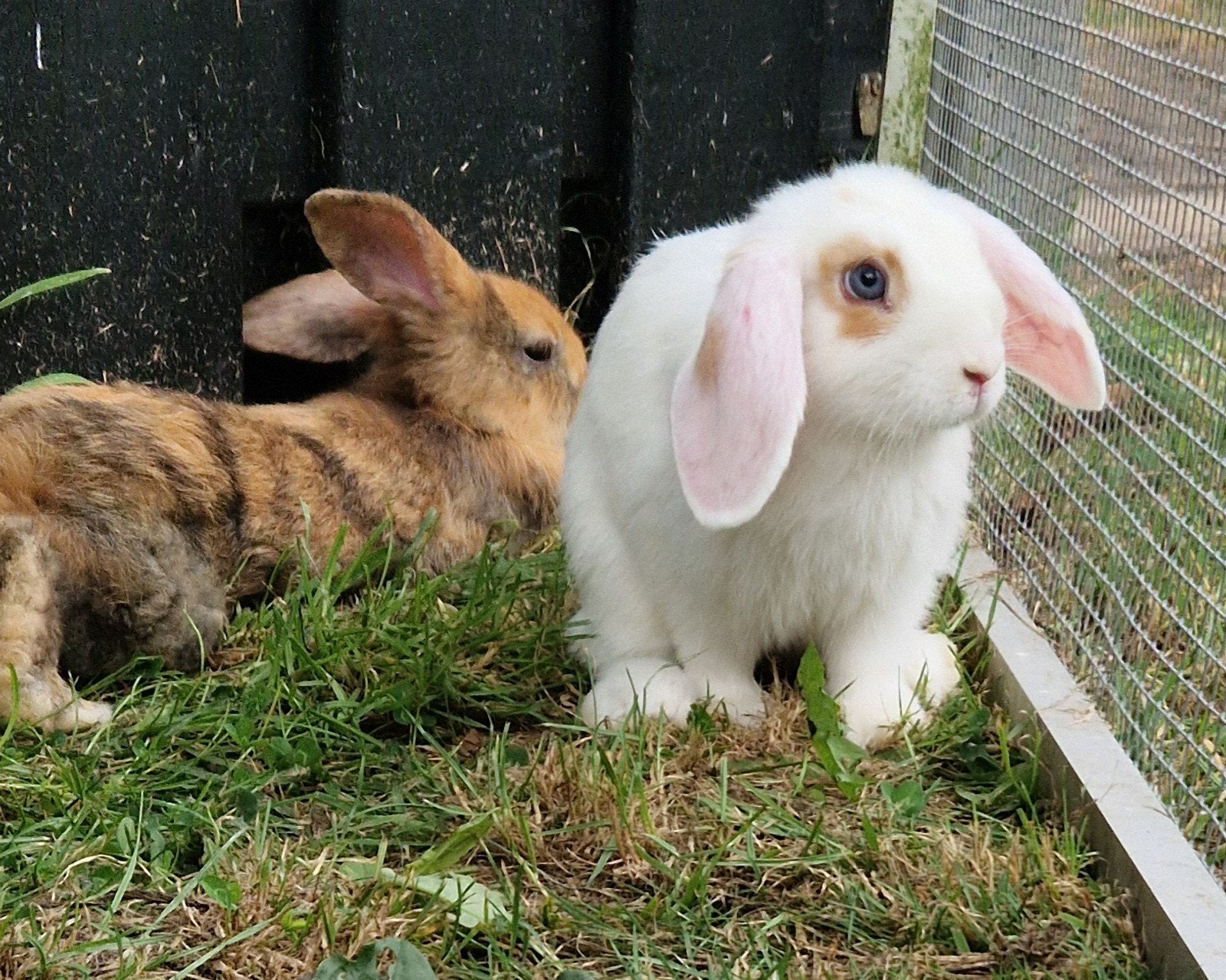 te koop mooie nederlandse dwerg hangoor konijntjes, Dieren en Toebehoren, Konijnen, Meerdere dieren, Dwerg, Hangoor