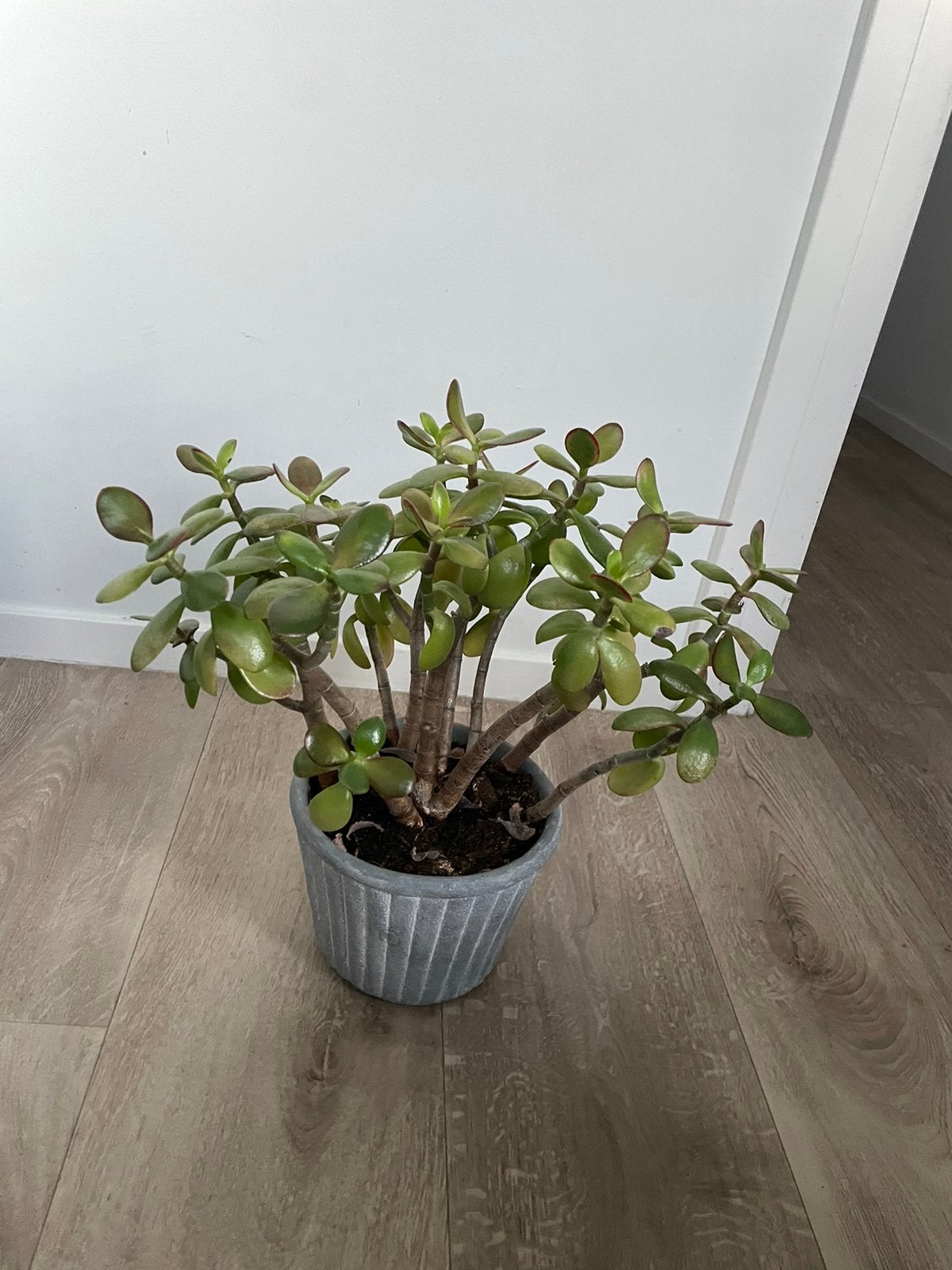 Plant, Ophalen of Verzenden, Halfschaduw, Minder dan 100 cm