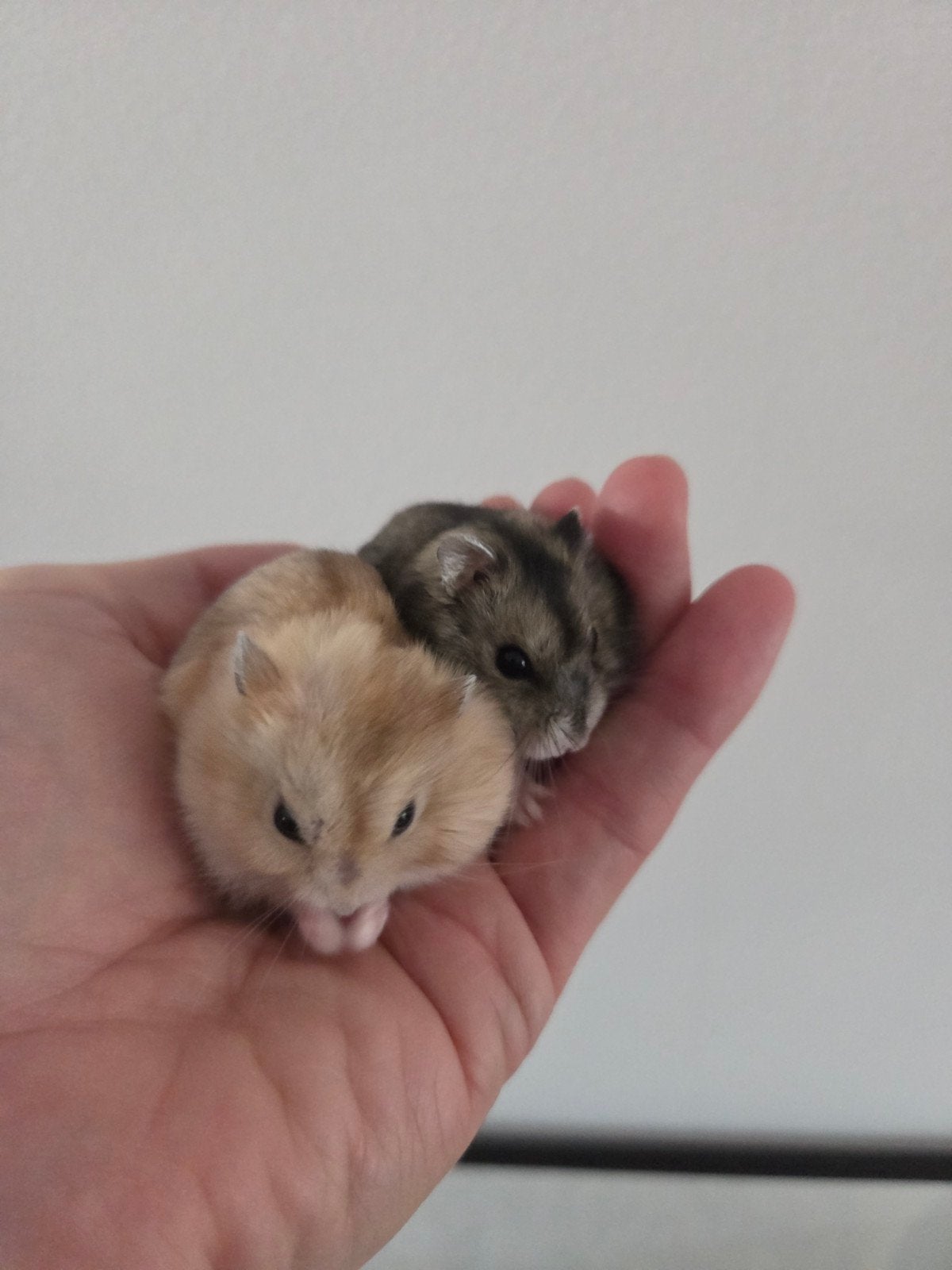 Tamme jonge dwerghamsters (evt compleet met alle spullen), Hamster, Meerdere dieren, Tam, September