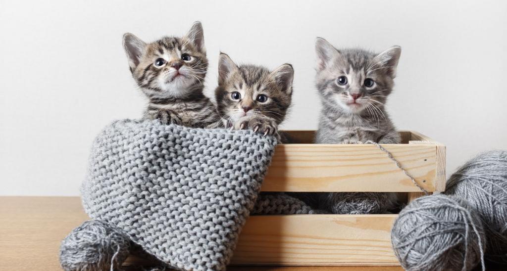 KITTENS GEZOCHT!, Dieren en Toebehoren, Ophalen, Nieuw