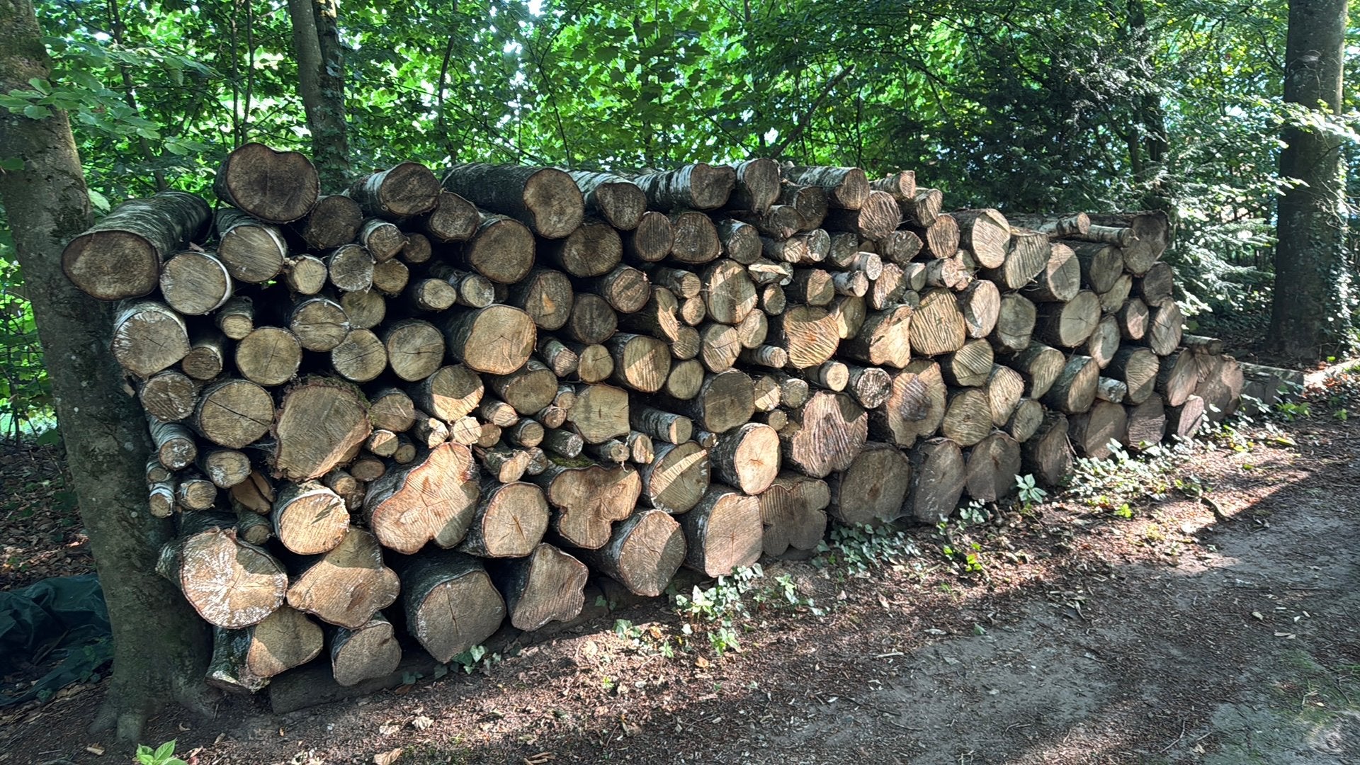 Berken hout 9 m3 in februari gezaagd lengtes 1meter, Minder dan 3 m³, Ophalen, Berkenhout