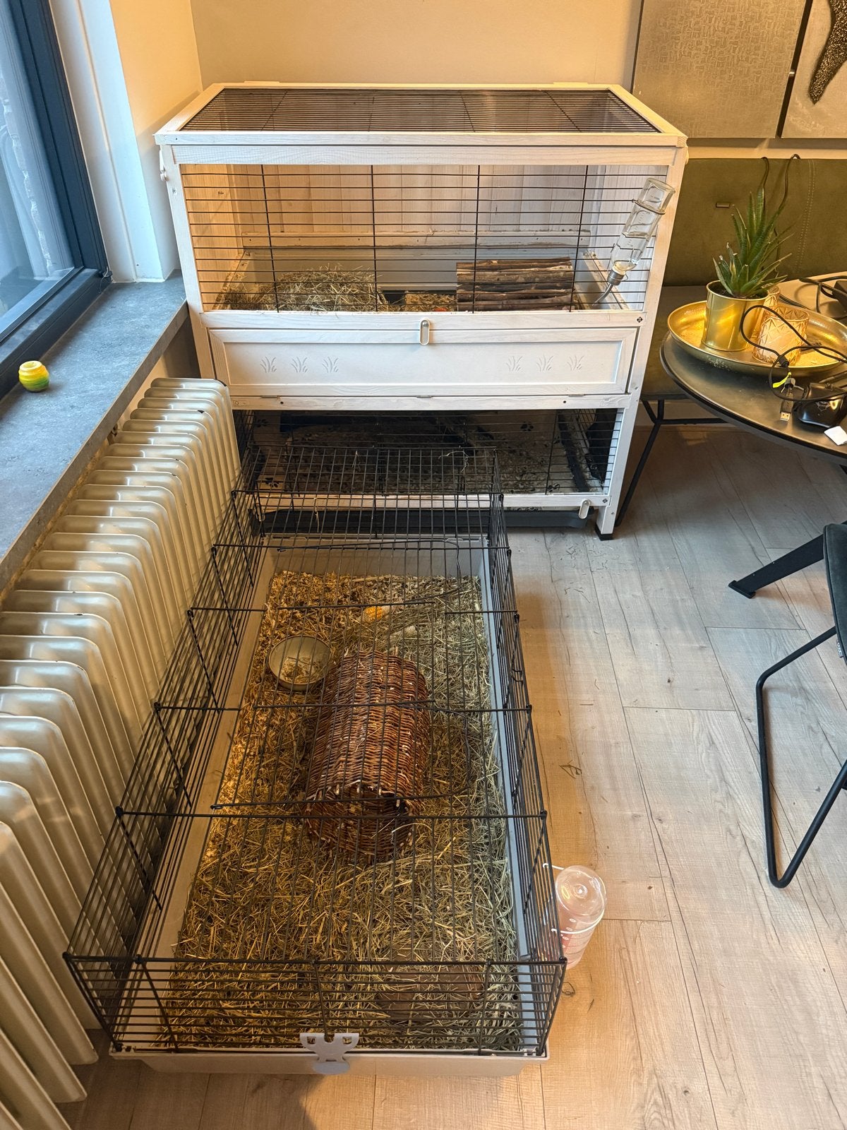 2 hokken gratis op te halen!, Dieren en Toebehoren, Knaagdieren, Augustus, Mannelijk, Cavia