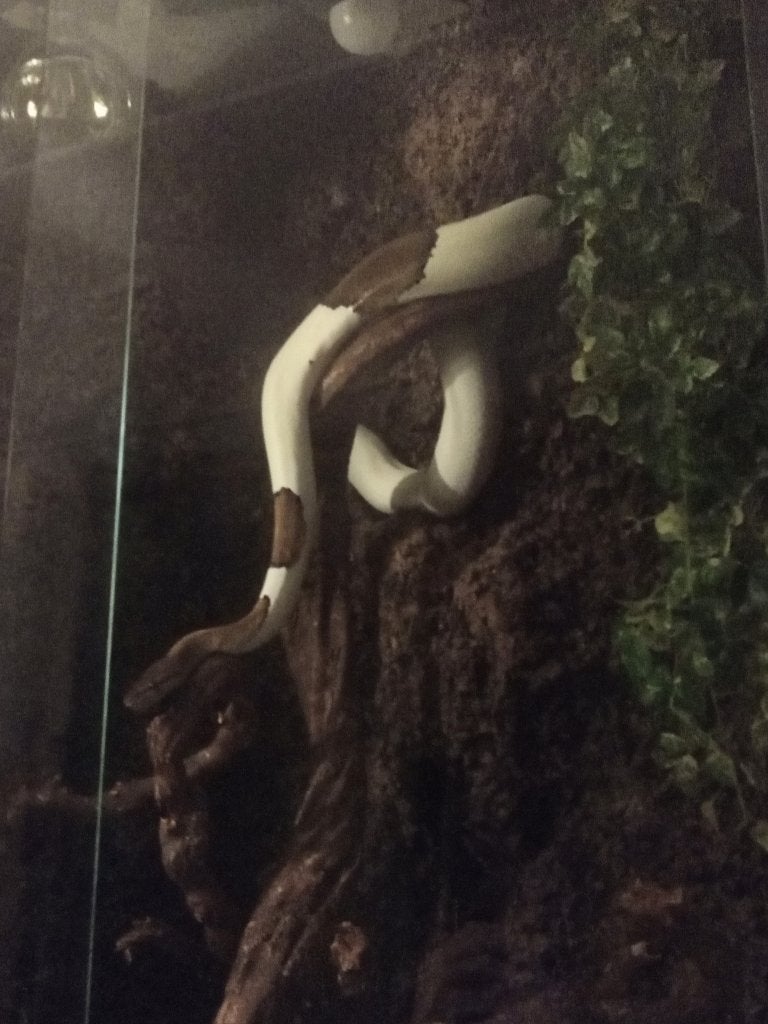 0.1 Black Pin Pied (python regius), Dieren en Toebehoren, Reptielen en Amfibieën, Slang, 3 tot 6 jaar, Tam