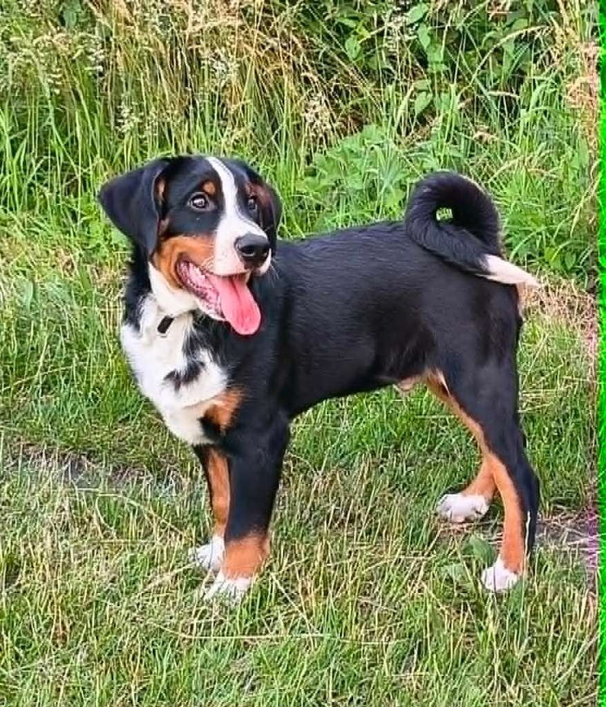 Appenzeller Sennen pups, nog 2 reutjes beschikbaar, Parvo, Reu, Meerdere, Nederland