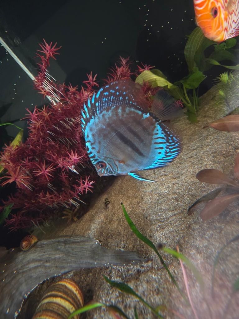 Blue moon hackel 12/13 cm, Vis