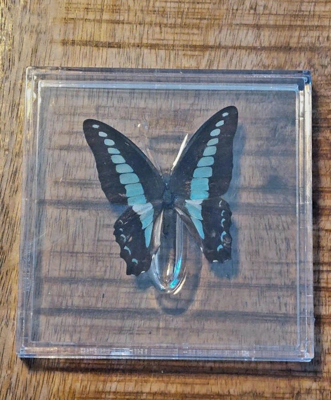 Diverse vlinders in plexiglas - Nieuw in verpakking!, Ophalen of Verzenden, Nieuw