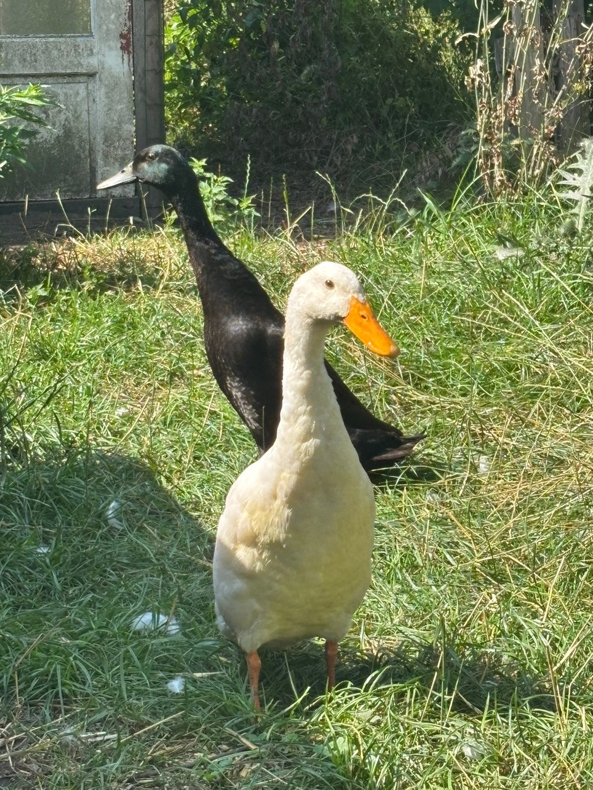 2 (tamme) Indische loopeenden, Meerdere dieren, Eend