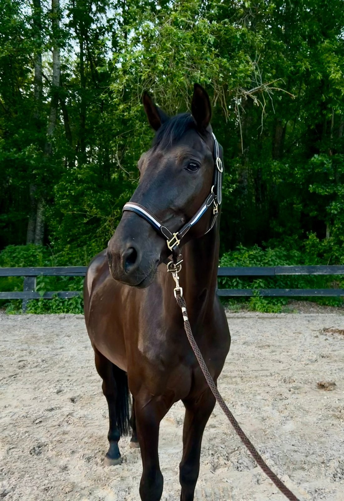 Werkwillige 5 jarige ruin, Springpaard, B, Ruin, 170 tot 175 cm