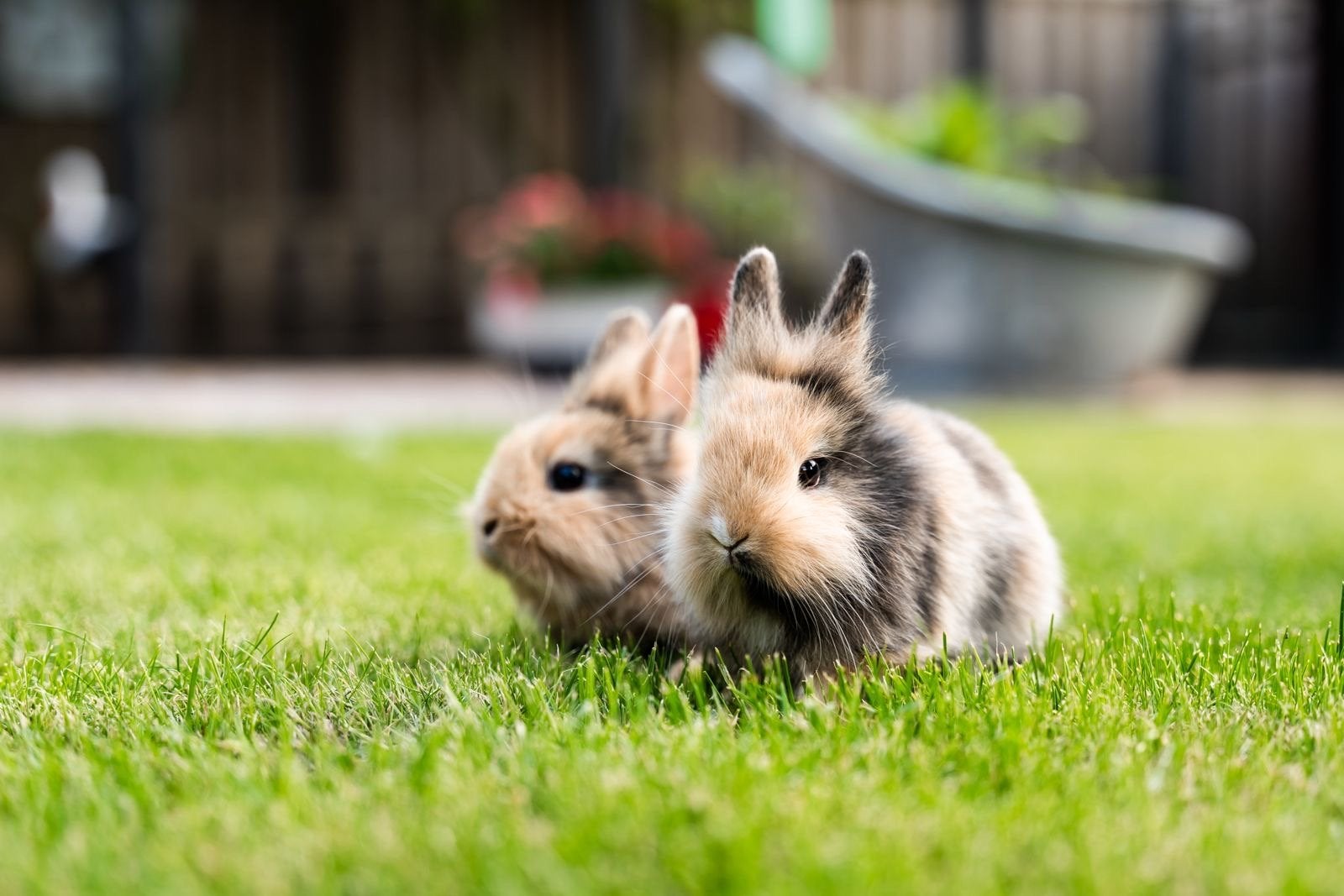 Konijnen, Meerdere dieren, 0 tot 2 jaar