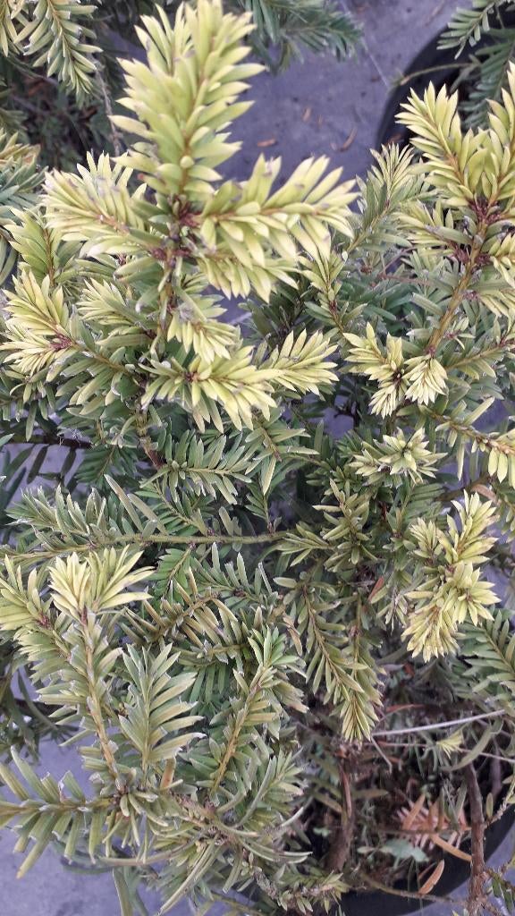 16 Taxus baccata – Reddingsactie (B-keus) €95,-, Tuin en Terras, Planten | Struiken en Hagen, Ophalen of Verzenden, Taxus, Haag