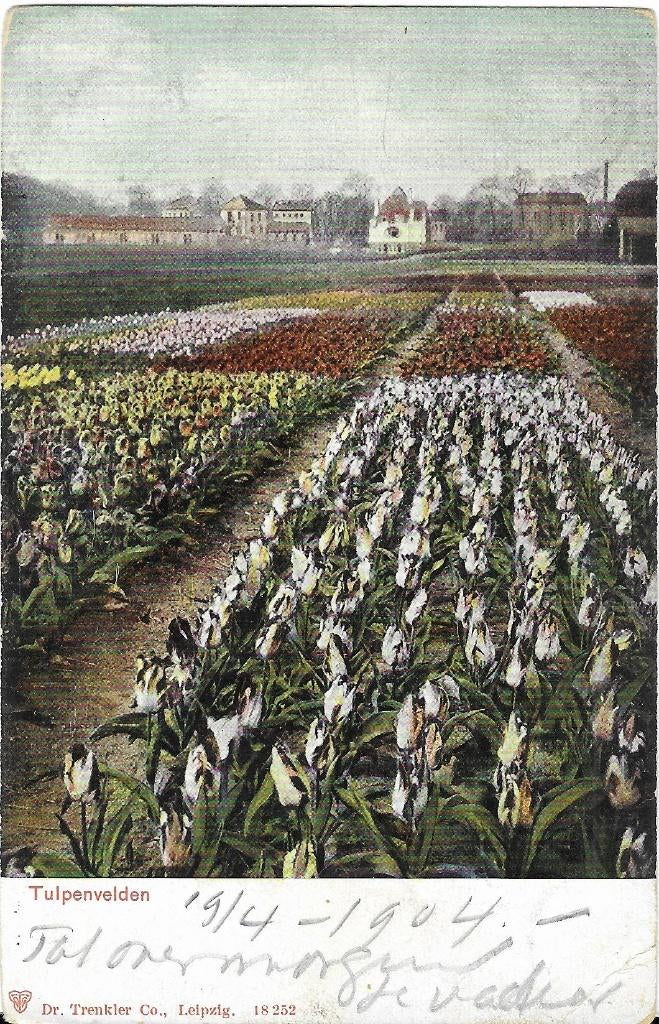 Tulpenvelden, bloemenvelden, tulpen, huizen, Verzenden, Voor 1920, Gelopen, Zuid-Holland