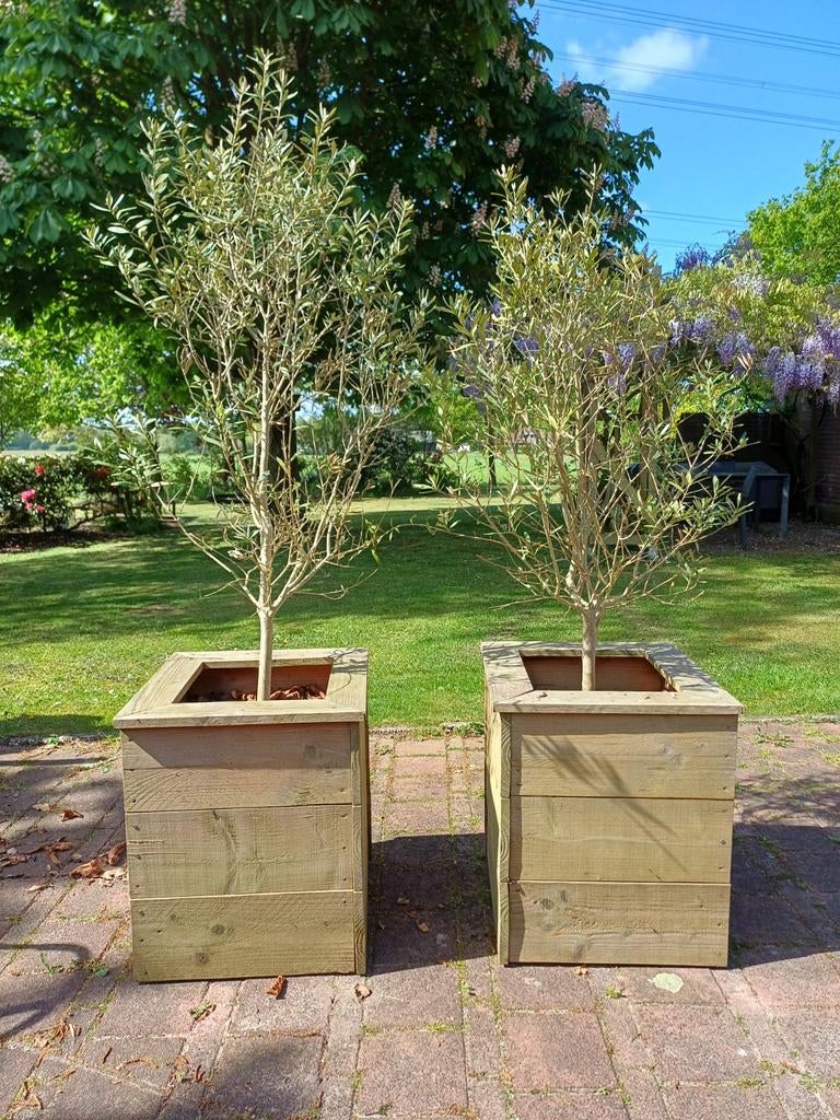 2 olijfbomen in houten bak, Tuin en Terras, Planten | Bomen, Ophalen, In pot, Olijfboom, 100 tot 250 cm