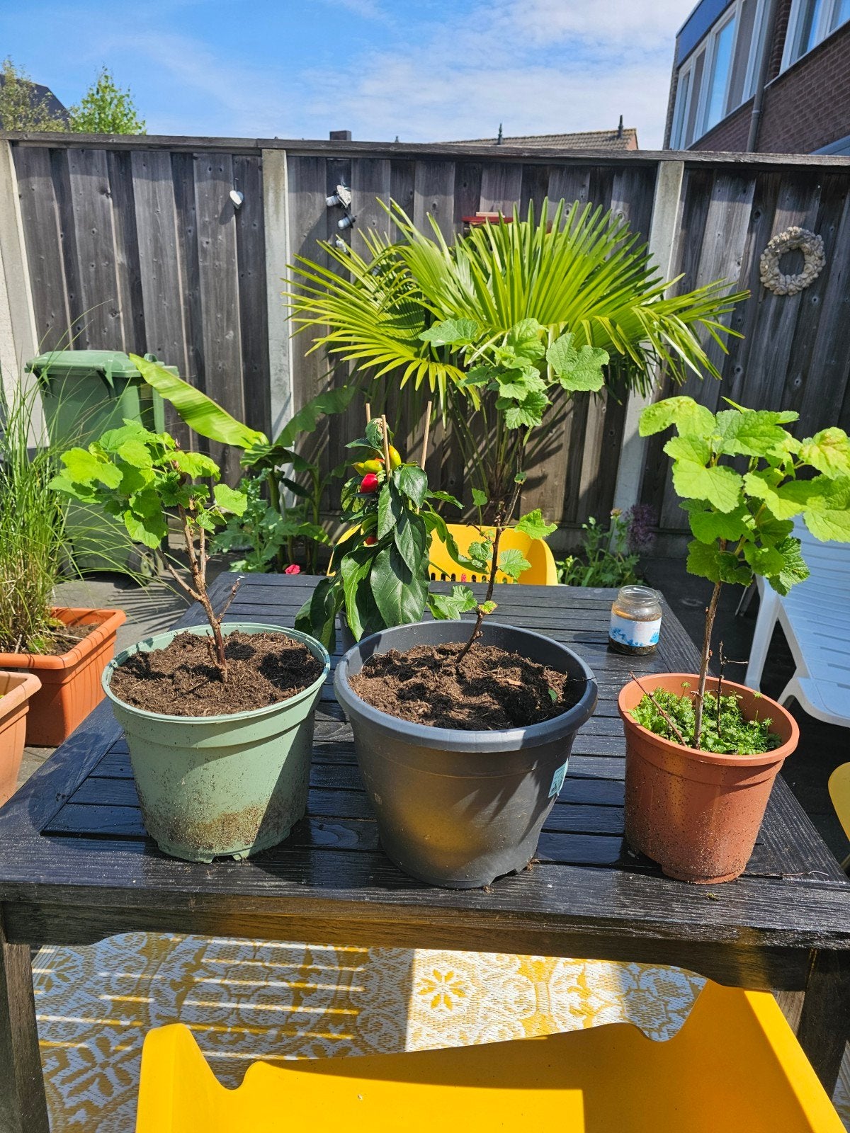 Mooie planten 4,95 pst, Ophalen, Overige soorten, Volle zon