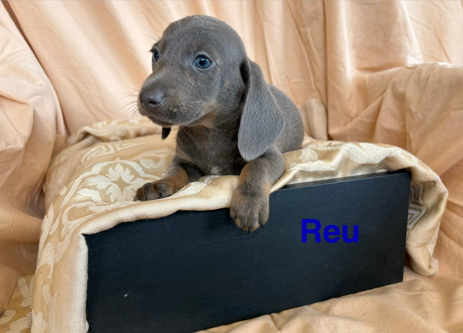 Teckel puppy’s, Dieren en Toebehoren, Honden | Teckels en Dashonden, Parvo, Standaard, 8 tot 15 weken, Korthaar