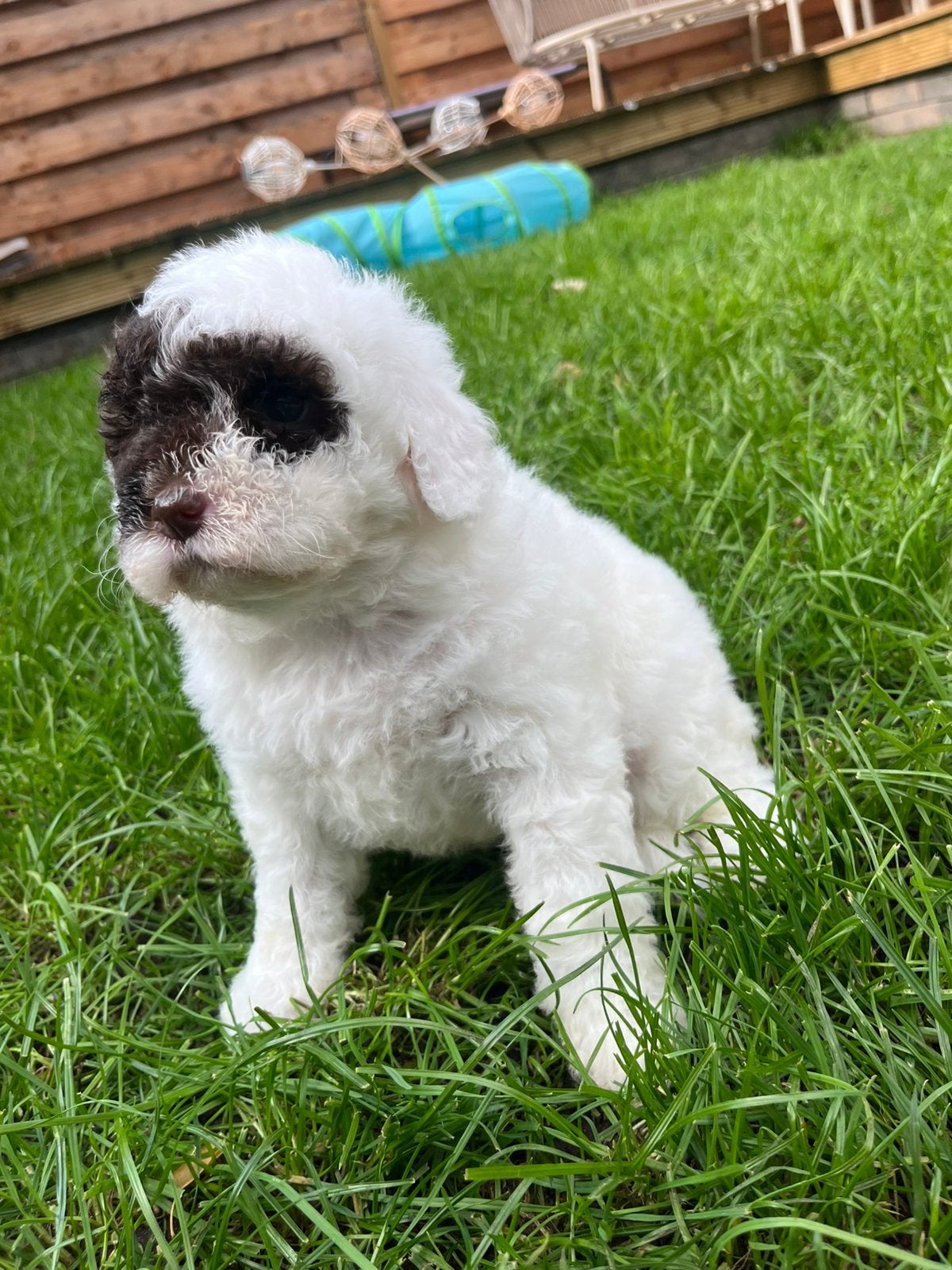 Lagotto Romagnolo pups 6 weken, Dieren en Toebehoren, Overige rassen, 8 tot 15 weken, Meerdere, Meerdere dieren