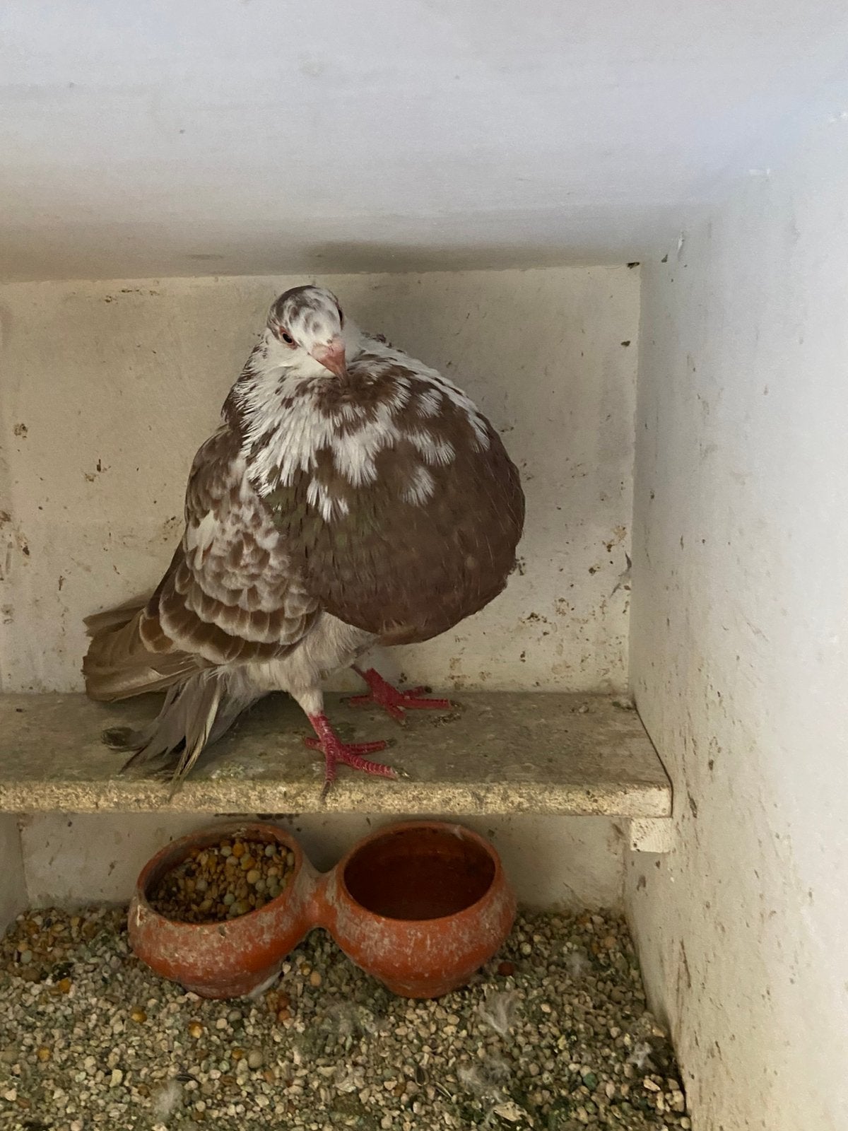 Mooie galitanoo olie bonte tijger duivin, Dieren en Toebehoren, Vogels | Duiven, Vrouwelijk, Kropper