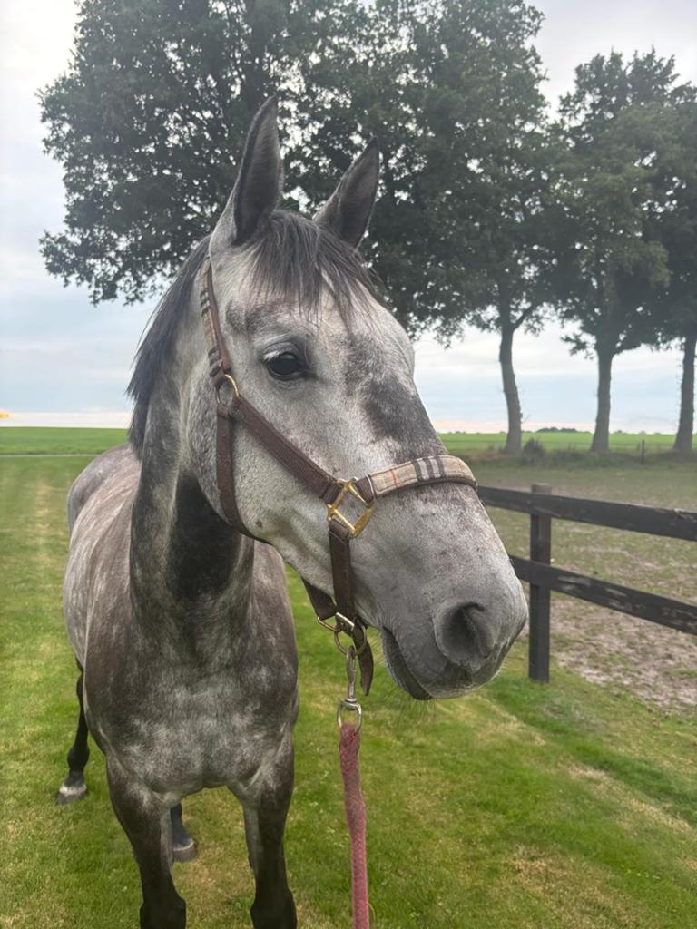 Gave sportpony, Dieren en Toebehoren, Merrie, Springpaard, 3 tot 6 jaar