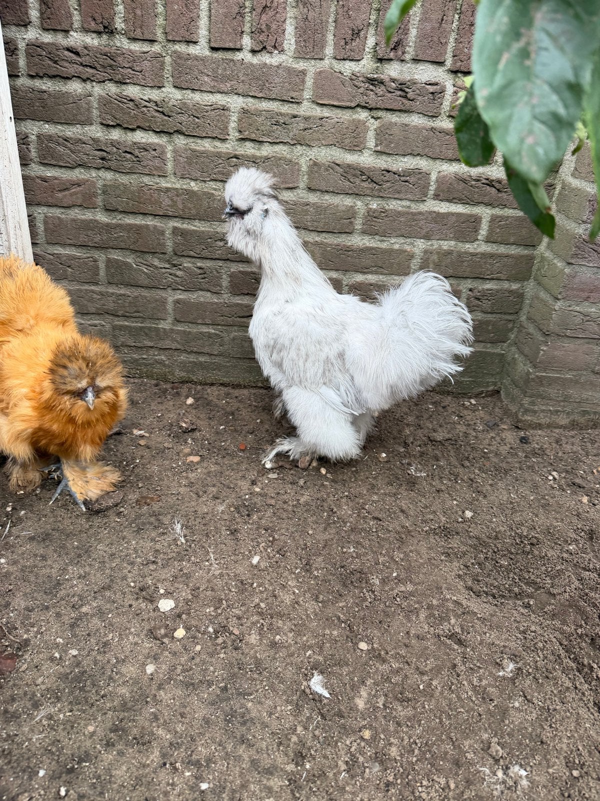Zijdehoen haan gratis, Dieren en Toebehoren, Mannelijk, Kip