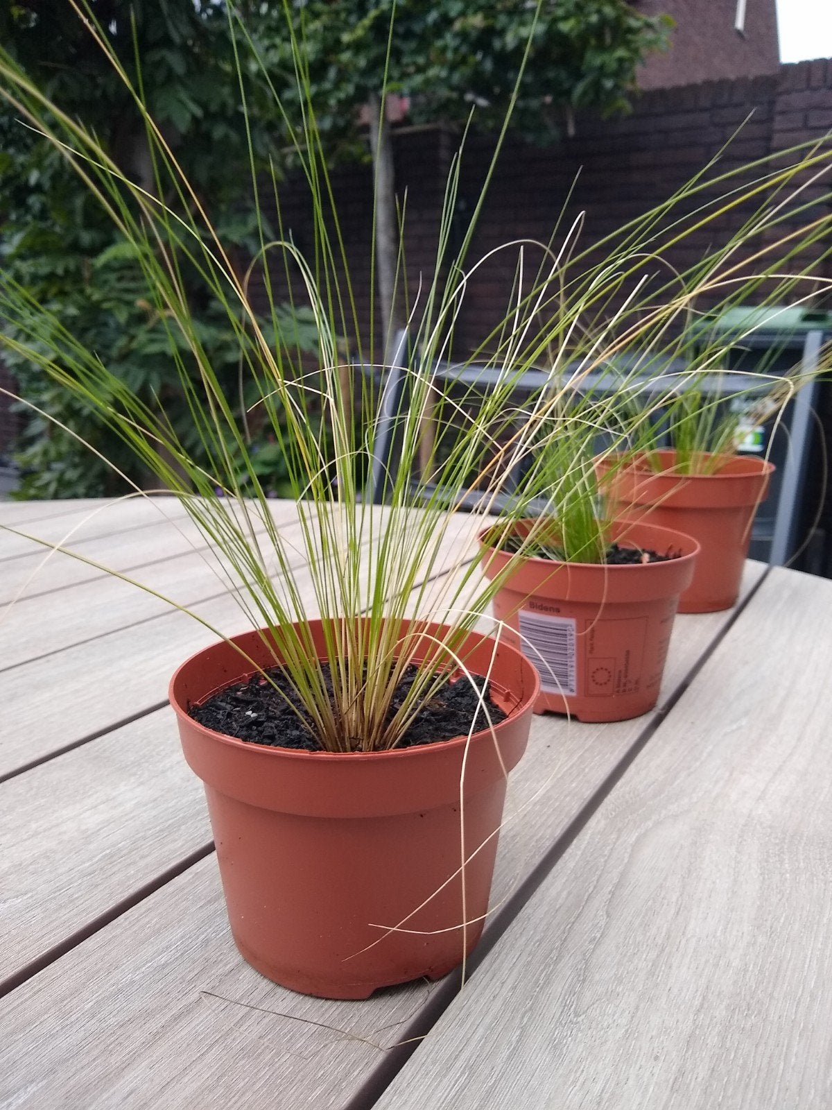 Vedergras planten met stevige wortels- Stipa Ponytails, Ophalen of Verzenden, Overige soorten, Volle zon